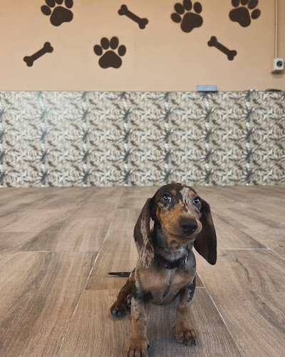 Asilo per cani a San Mauro Torinese